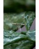 Misty Medow Pendant | Dewdrop Collection                                                               