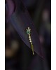 Calyx of Insight Single  Earrings | Piercing Realms Collection