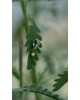 Lobelia Single Earring | Dewdrop Collection