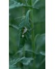 Erinus Flower Single Earring | Dewdrop Collection