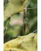 Star Dreamer Single Earring | Uranus Collection