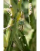 Sylvan Eye Single Earring | Dewdrop Collection