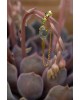 Verdant Oracle Single Earring | Dewdrop Collection