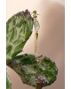 Verdant Oracle Single Earring | Dewdrop Collection