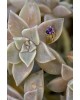 Amethust Waterfall Single Earring | Uranus Collection