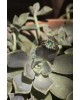 Cathy Ring| Foret Collection