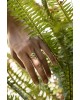 Cathy Ring| Foret Collection